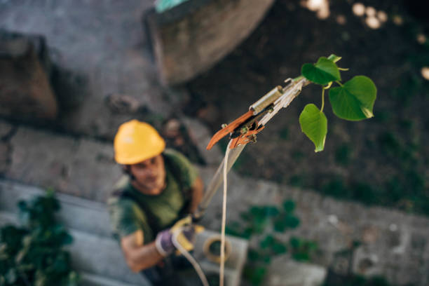  Auburn, KS Tree Service Pros